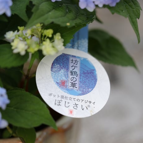 吉岡麗子さんぽじさい　器セット