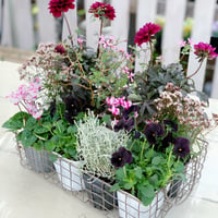自分で植えるダークシック花苗セット
