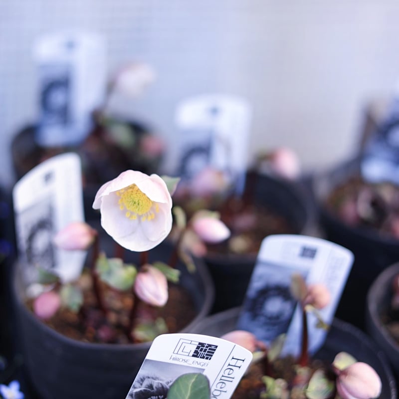 広瀬園芸クリスマスローズ ピンクニゲル4.5寸 | coconiwa