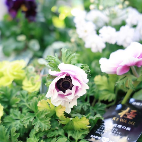 春の花苗セット　アネモネ＆ジュリアン