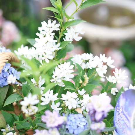 自分で植える花苗セット/ヤマアジサイ津江のこでまり