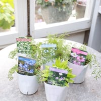 初夏のガーデン植え込み苗おすすめセットB