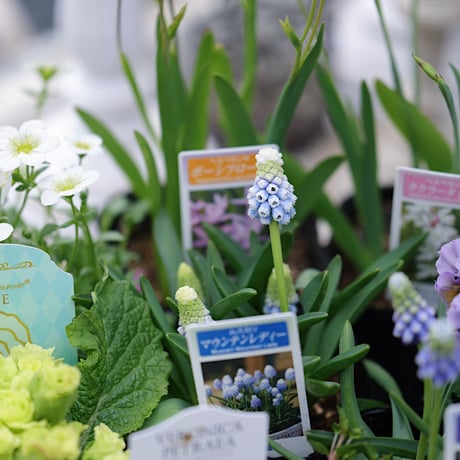 球根植物を楽しむ春の花苗セレクション𓂂𓏸 𓂃