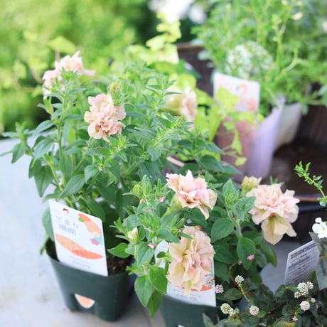 自分で植える花苗セットピンクベージュ