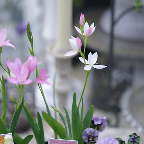 球根植物を楽しむ春の花苗セレクション𓂂𓏸 𓂃