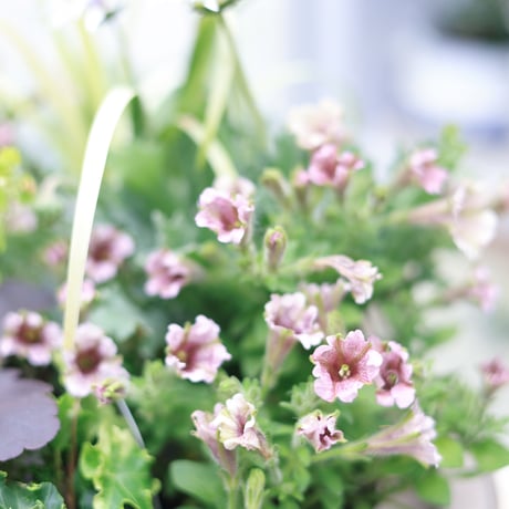 初夏の花苗セット　ペチュニアさくらクルール