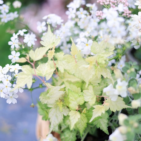 自分で植える花苗セット　ホワイト&ベージュ