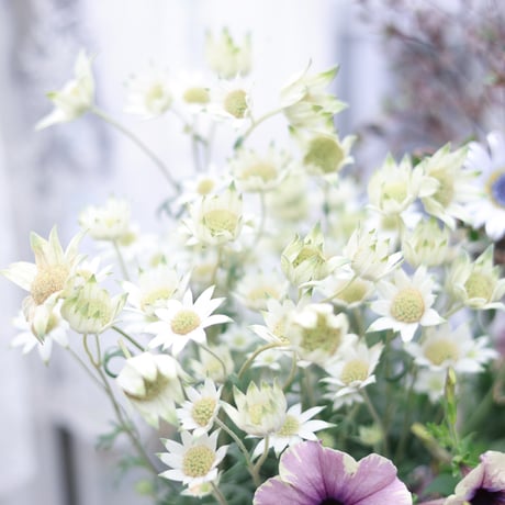 初夏の花苗セット　ペチュニアベールモーヴシルバー