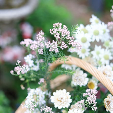 自分で植える花苗セット　ホワイト&ベージュ