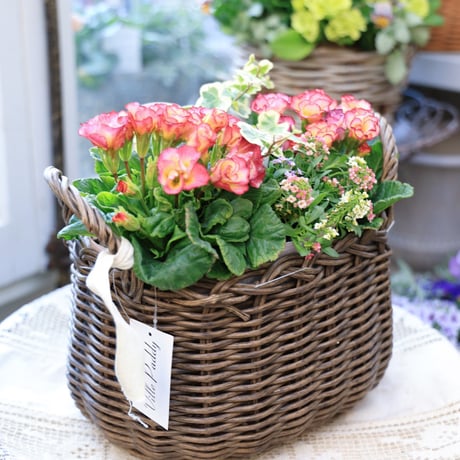 自分で植えるジュリアンバスケット