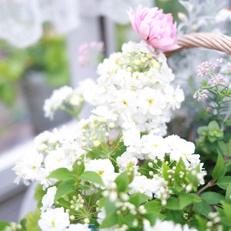 春の花苗セット　ローダンセマム＆アネモネアンアリス