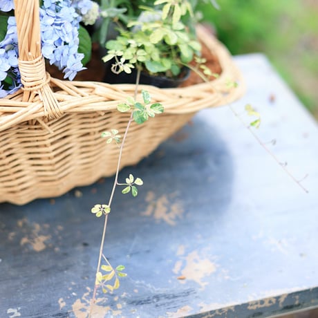 自分で植える花苗セット/ヤマアジサイ津江のこでまり