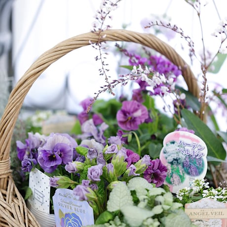 春の花苗セレクション ブルー