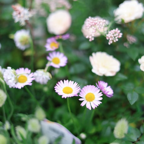 自分で植える花苗セット　ホワイト&グリーン