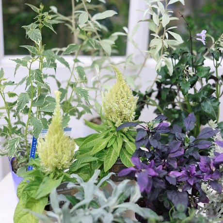 自分で植える花苗セット　秋のシックカラー