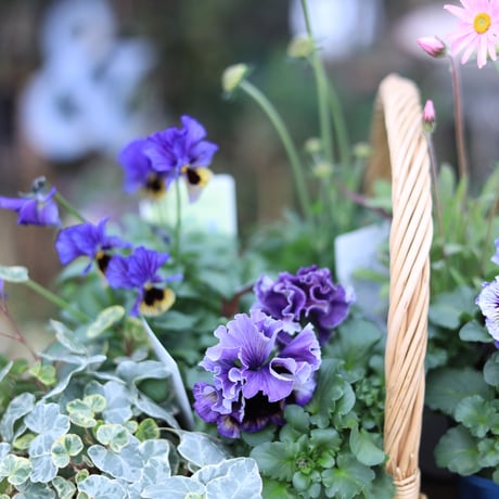 ドラキュラブルーの花苗セット