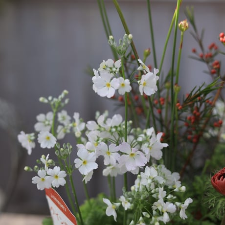 早春の花苗セット　レッド