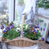 花苗セット　クレールドゥリュンヌ&横浜セレクションフレアブルー