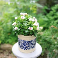 日々草ミキ4号　ウィリアムモリスリーフシリンダー植木鉢セット