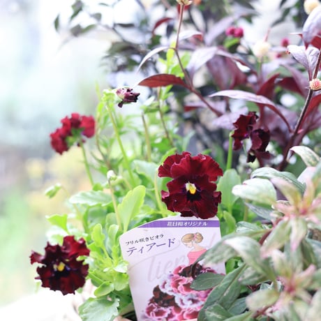 自分で植える花苗セット　シックビオラ