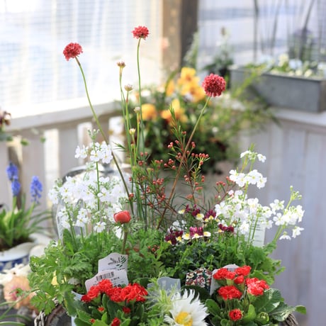 早春の花苗セット　レッド