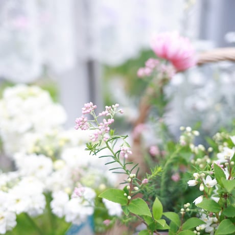 春の花苗セット　ローダンセマム＆アネモネアンアリス