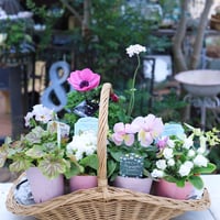 プリンセスKEIKOピンク＆ホワイトの花苗セット
