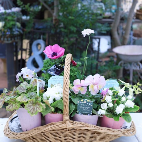 プリンセスKEIKOピンク＆ホワイトの花苗セット