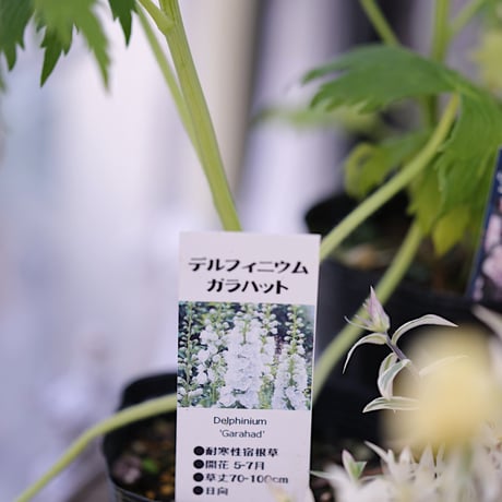 季節を楽しむ植え込み用花苗セット