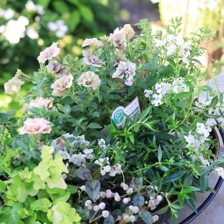 自分で植える花苗セットピンクベージュ
