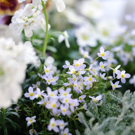 バスケットと春の花苗セレクション　ベラボン付