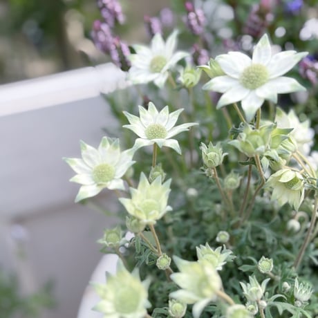 春の花苗セット　クレマチスペトレイ
