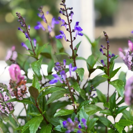 春の花苗セット　クレマチスペトレイ