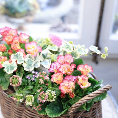自分で植えるジュリアンバスケット