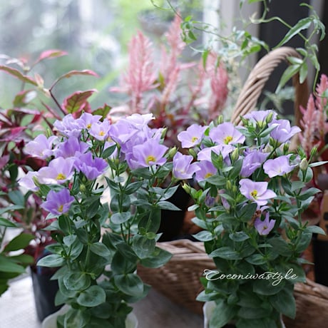 花苗セット　秋のシックカラー