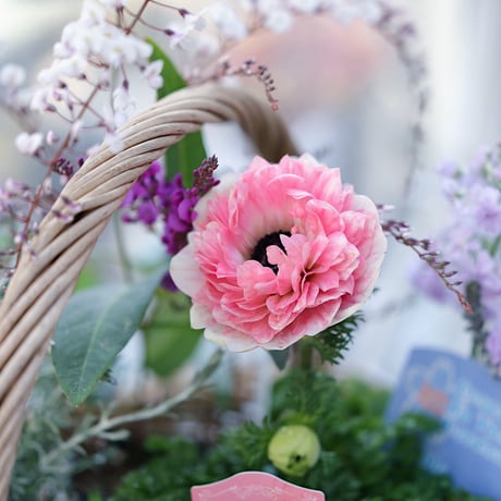 春の花苗セレクション