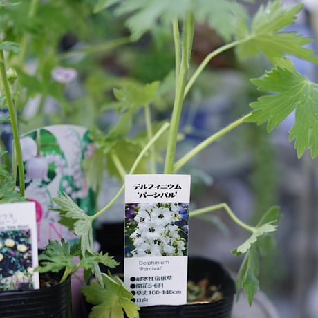 季節を楽しむ植え込み用花苗セット