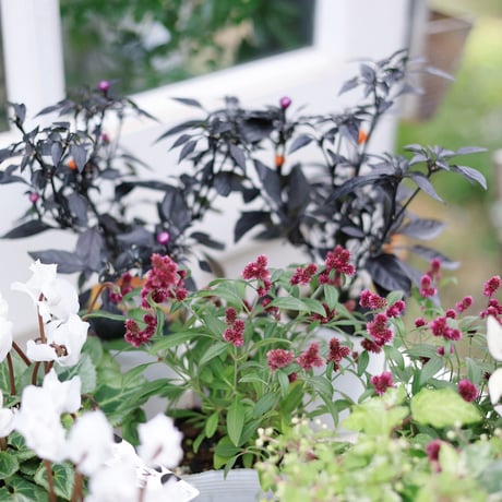 自分で植える花苗セット　シクラメンアレンジホワイトver.ラタンバスケット付き