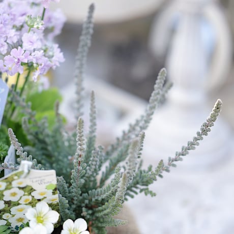 春の花苗セレクション