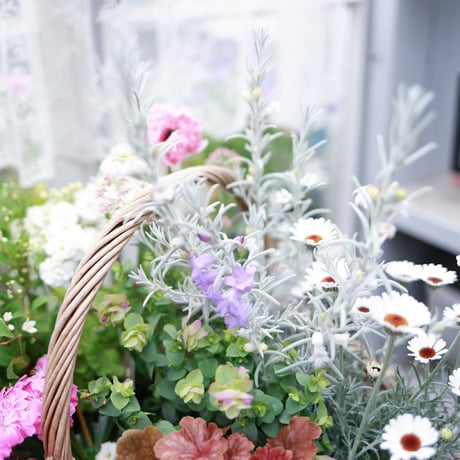 春の花苗セット　ローダンセマム＆アネモネアンアリス