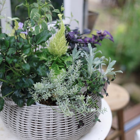 自分で植える花苗セット　秋のシックカラー