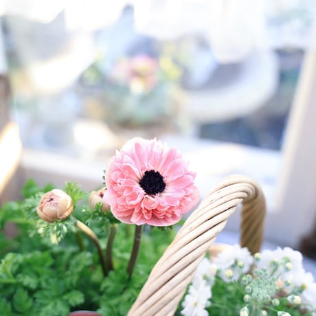 春の花苗セット　アネモネ＆ジュリアン