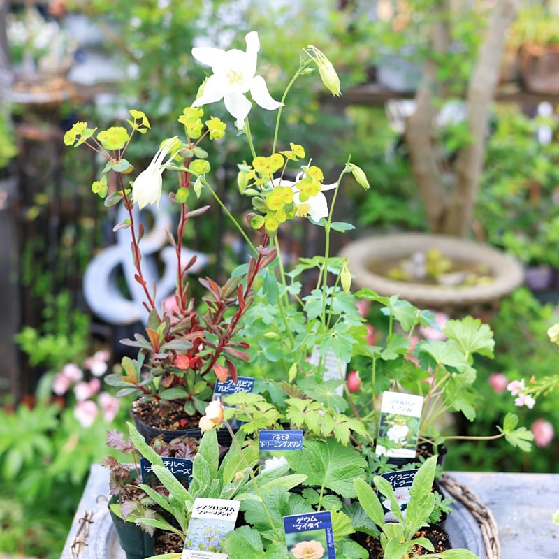 ガーデンを楽しむ宿根草セット | coconiwa