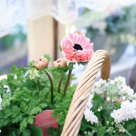 春の花苗セット　アネモネ＆ジュリアン