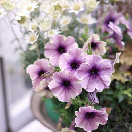 初夏の花苗セット　ペチュニアベールモーヴシルバー