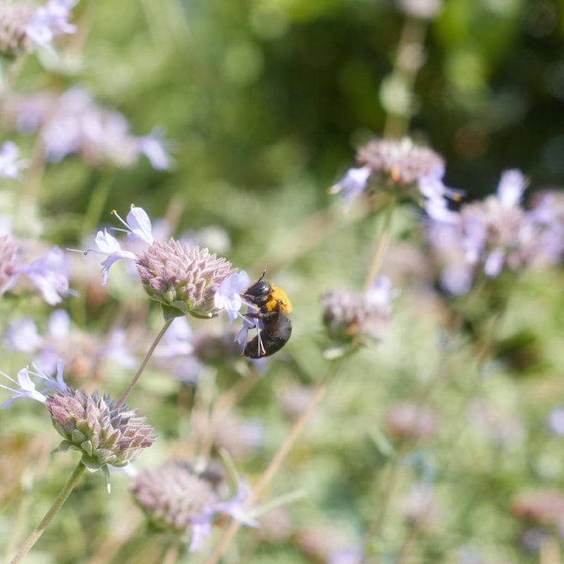 Saravah HAT × YUKI FUJISAWA × eatrip soil コラボハッ