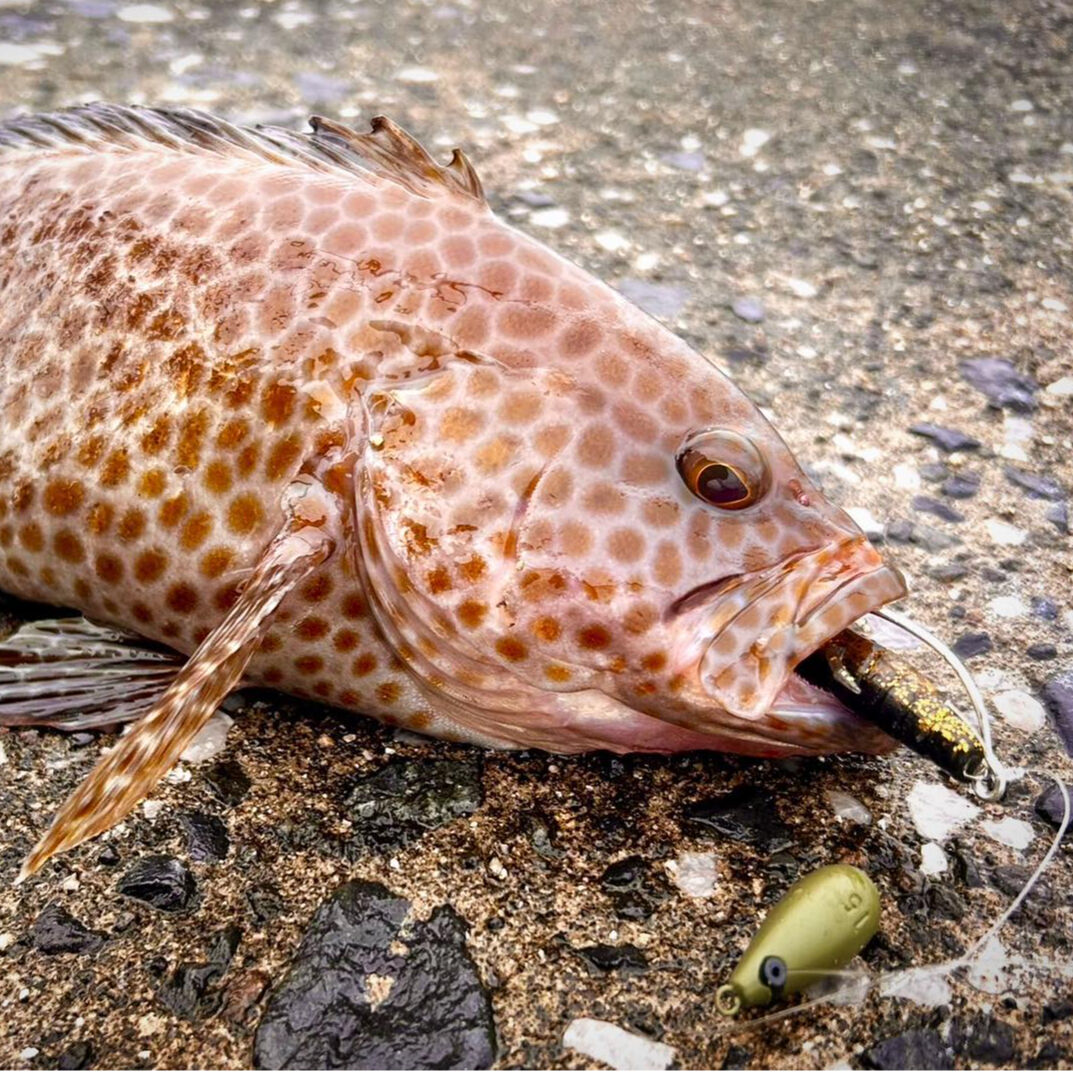 ハタ喰い・魚子（3.5inch,4.0inch）クロキン | RUDIE'S