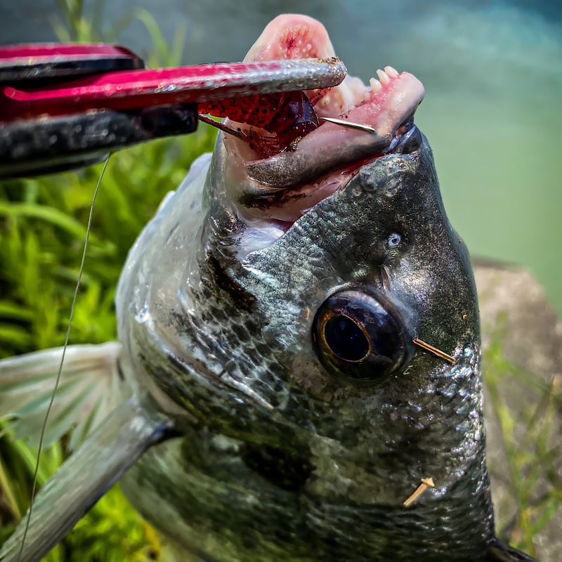 根魚狩りフック（#2,#1,#1/0,#2/0,#4/0） | RUDIE'S WEB SHOP