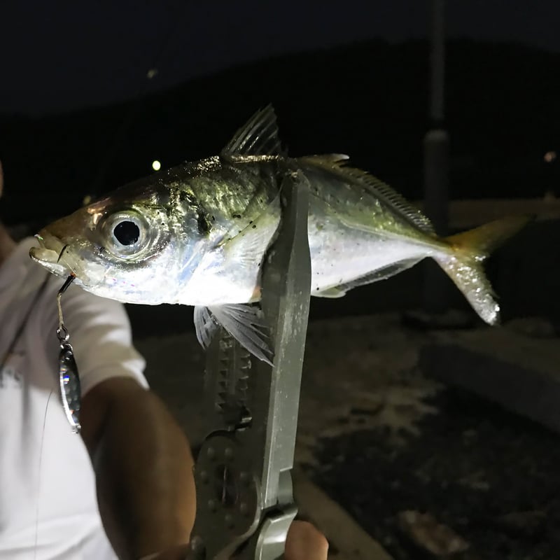 魚子メタル(キンアジゴ)0.6g,0.8g,1.0g,1.5g,2.0g,3.0g 魚子メタル(キンアジゴ)0.6g,0.8g,1.0g,1.5g,2.0g,3.0g