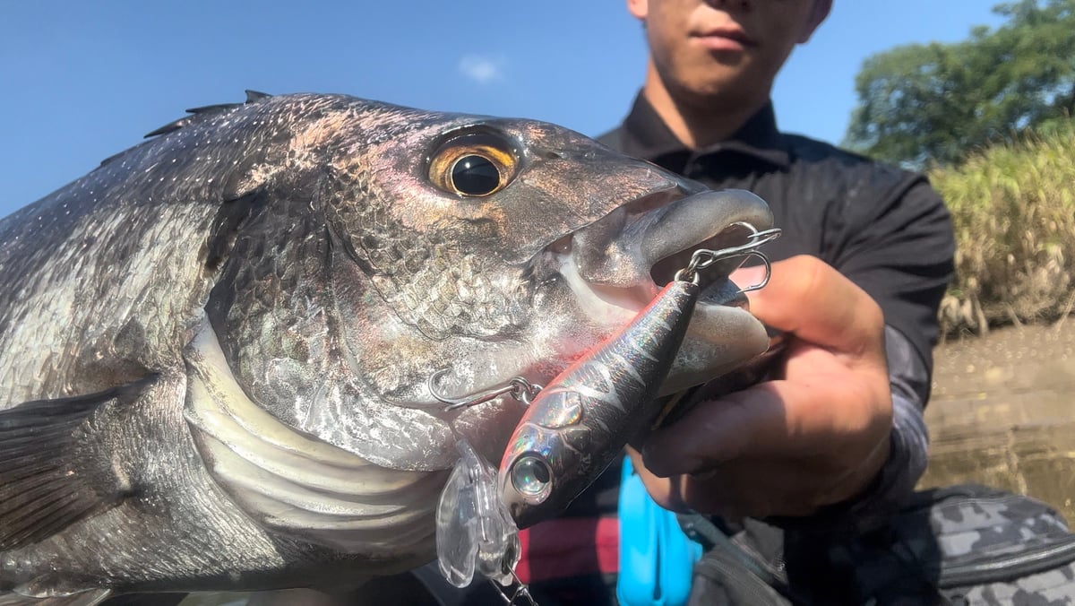 公式WEB限定】BugBugチヌ（黒鯛SPリミテッド） | RUDIE'S